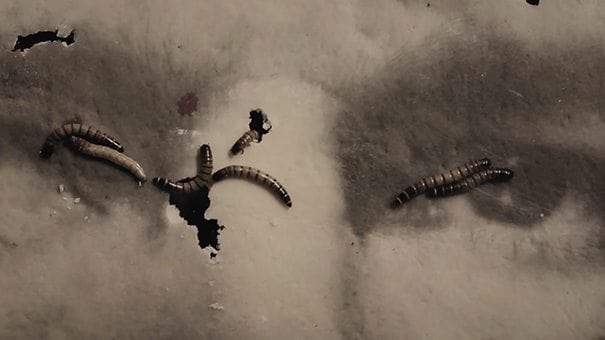 larva-billboard-elefantegrafico-1