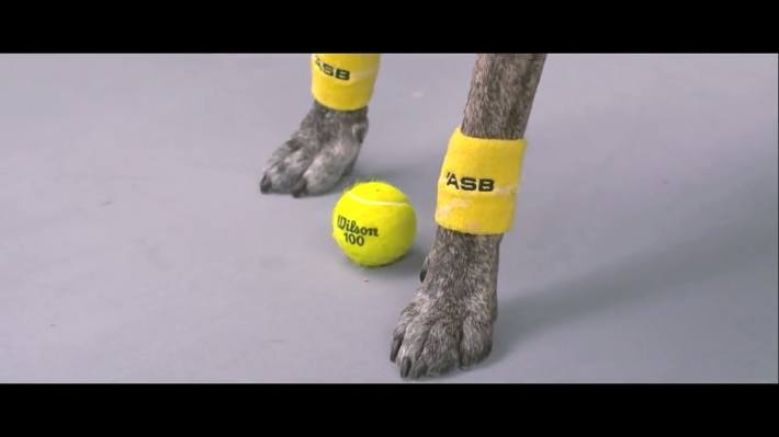 dogtenis_elefantegrafico