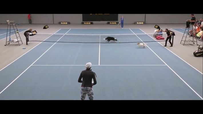 dogtenis_elefantegrafico1