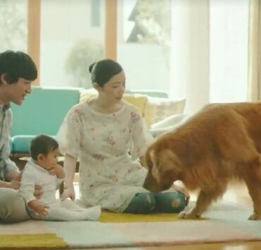 Presentar un bebe a nuestro perro