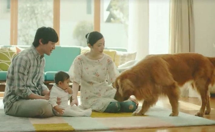 Presentar un bebe a nuestro perro